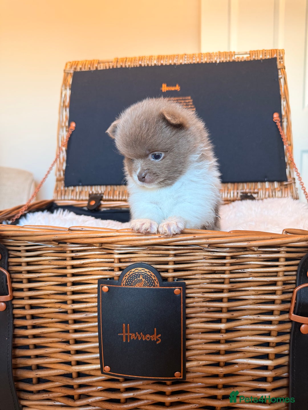 Pomeranian dogs for sale: KC Registered Lilac Pomeranian Puppies 💜 - Advert 9