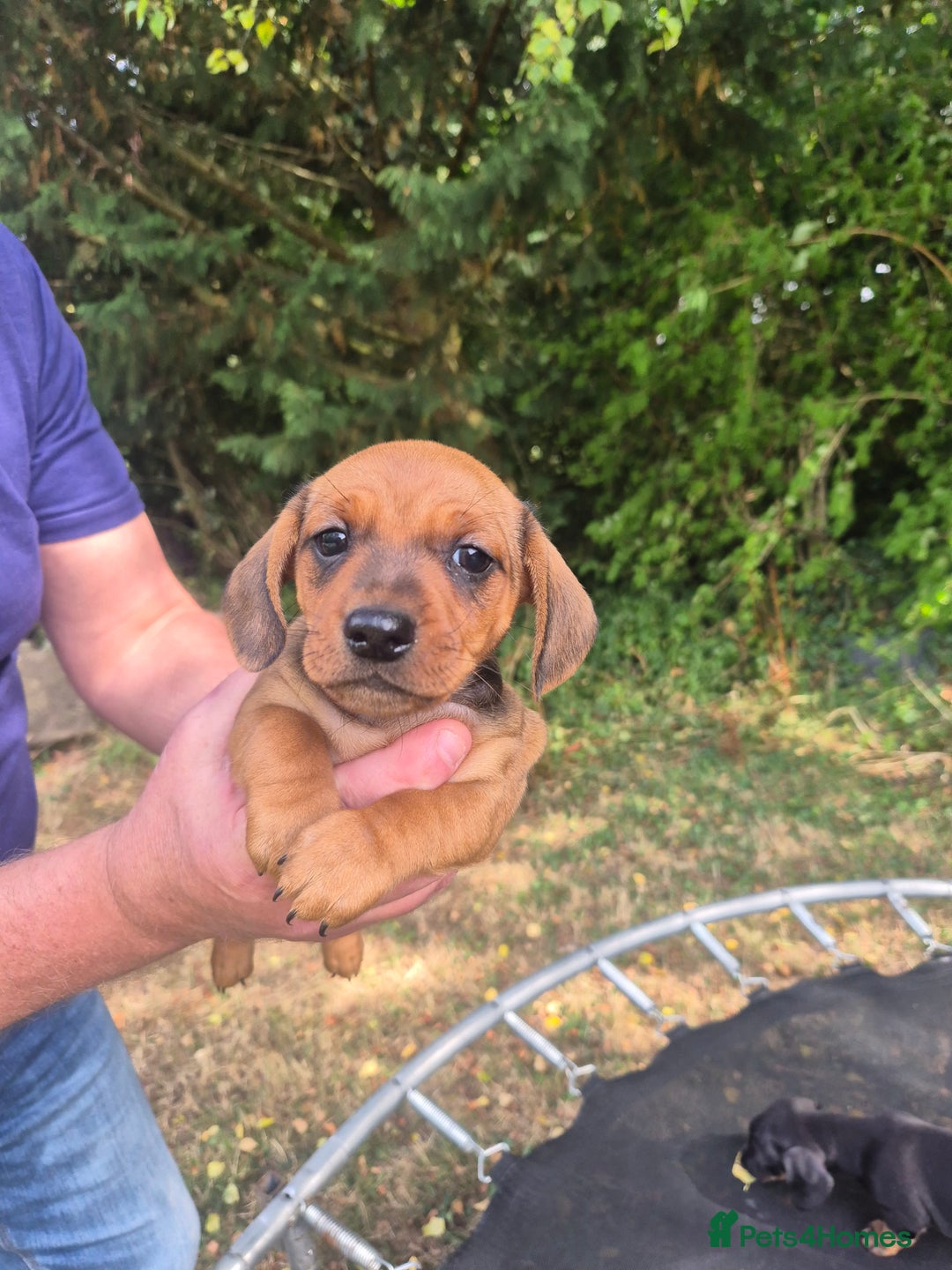 Miniature Dachshund dogs for sale: Adorable Minature Daschunds  - Image 6