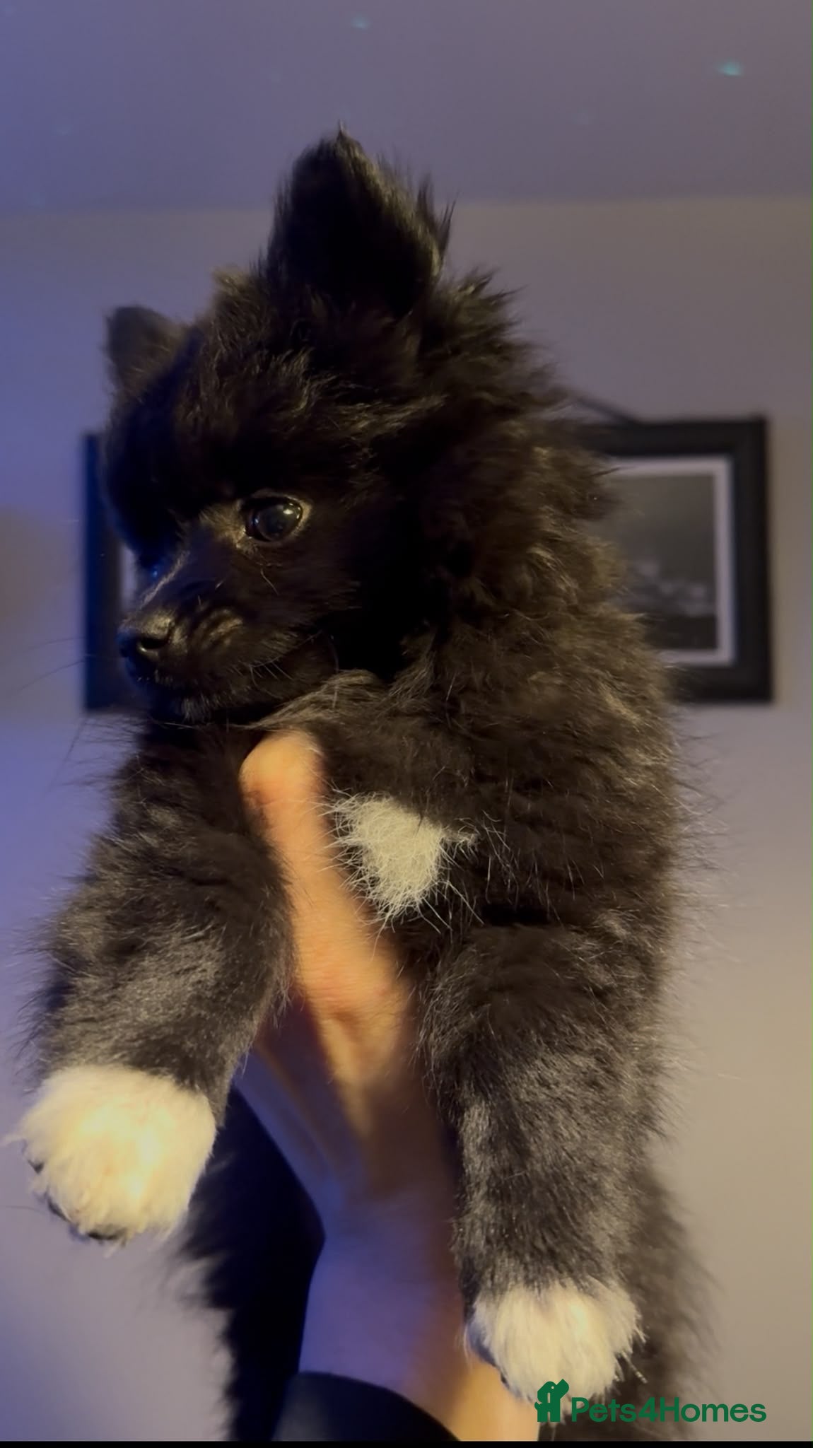 Pomeranian dogs Fox Face Pomeranian Puppies  - Advert 7