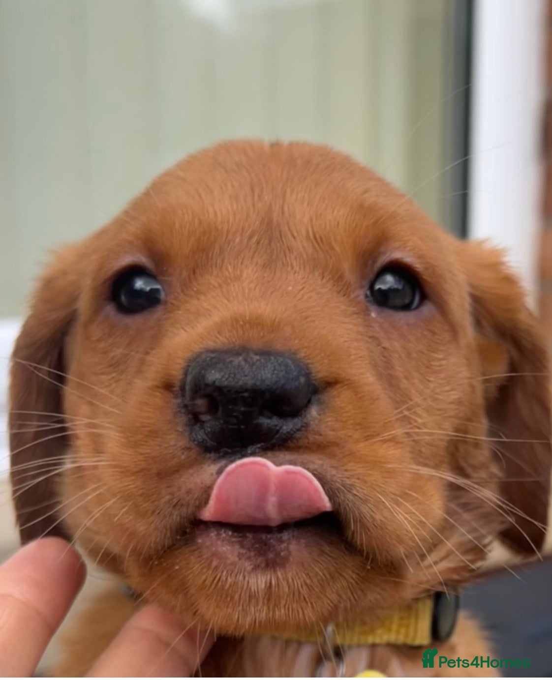 Labrador Retriever dogs KC FOX RED LABRADOR PUPS READY NEXT WEEK  - Advert 6