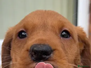 Labrador Retriever dogs KC FOX RED LABRADOR PUPS READY NEXT WEEK - Advert 6