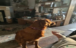 Mixed Breed dogs for sale: Stunning Golden Retriever / Irish Setter  - Image 2