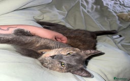 Mixed Breed cats for sale: Beautiful male kitten - Image 5