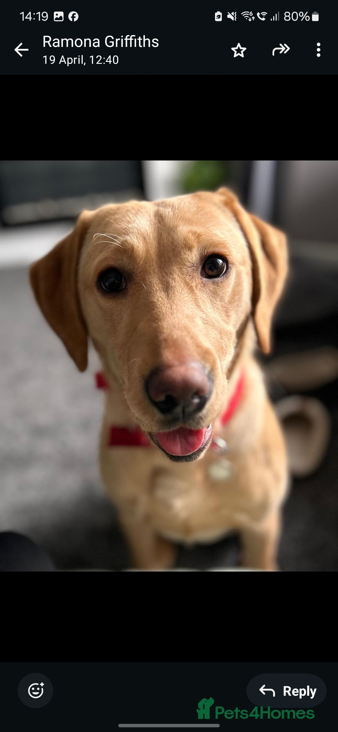 Labrador Retriever dogs for sale: Labrador retriever  - Image 2