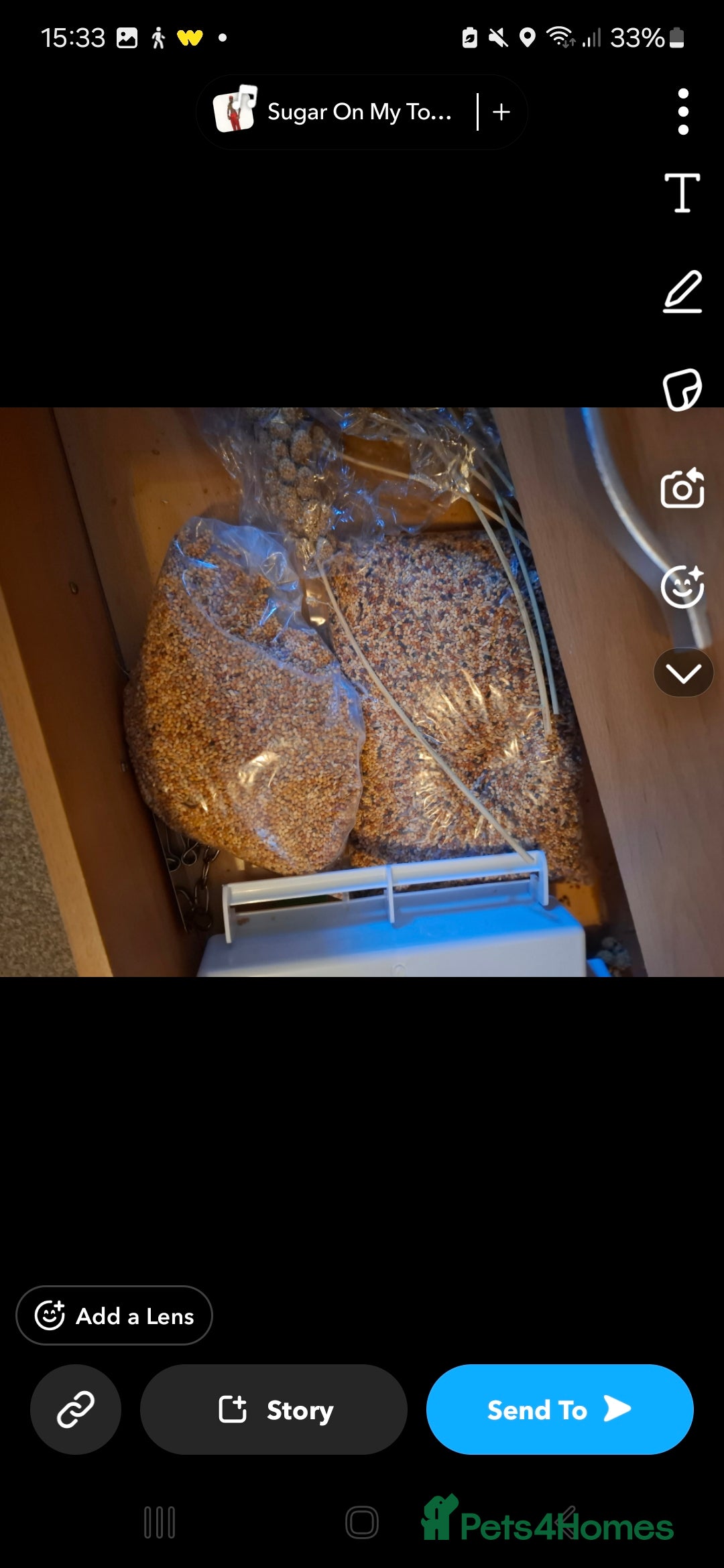 Budgerigars birds for sale: Male budgie cage and accessories  - Advert 5