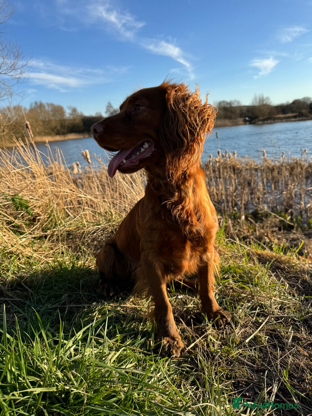 Cocker Spaniel dogs for stud: *Goofy* Standing at STUD only in Barnsley - Image 2