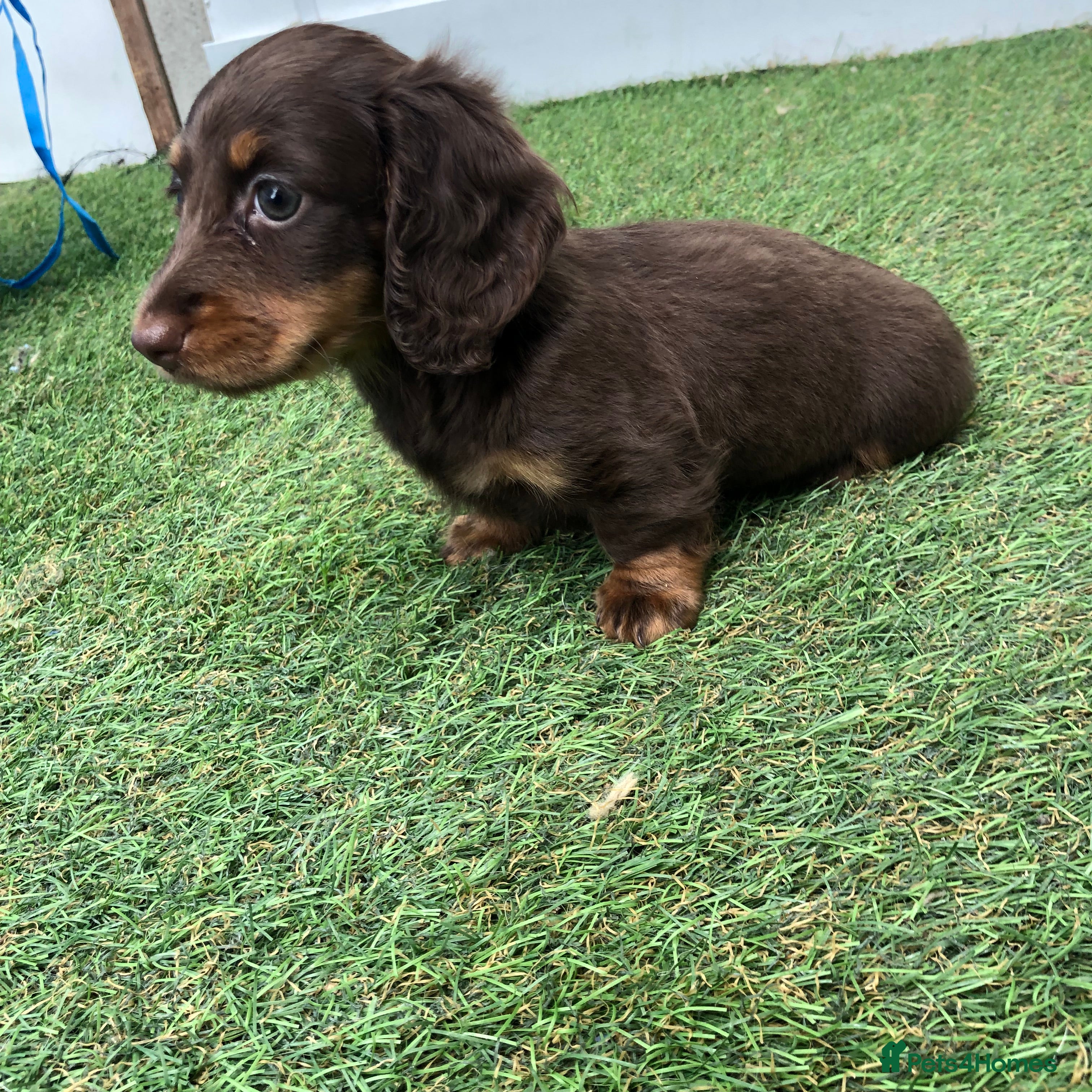 Miniature Dachshund dogs Miniature Longhaired dachshund puppy’s - Advert 2