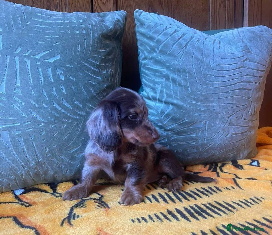 Miniature Dachshund dogs for sale: Kc🥇🏅🏅SWOW QUALITY 🏅🏆🥇Long Haired Dachshund  in London - Image 25