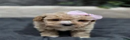 Maltipoo dogs for sale: Tiny Maltipoo F1B Puppies  in Motherwell - Advert 8