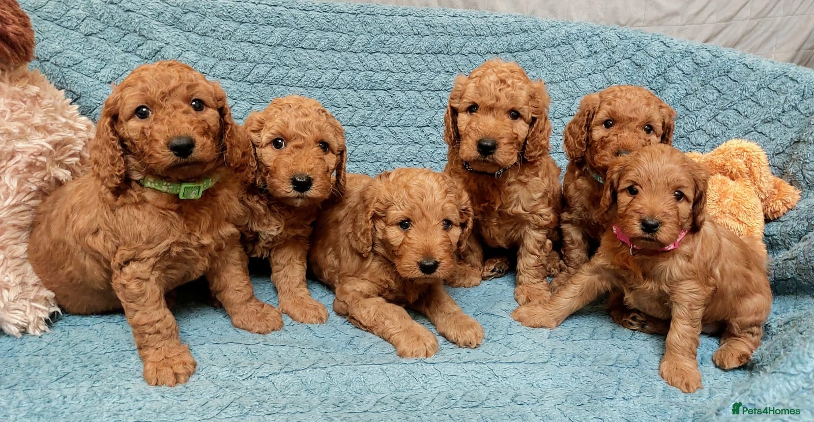 Cockapoo dogs Happy healthy cockapoo pups F1B DNA tested parents - Advert 8