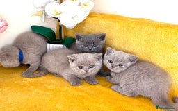 British Shorthair cats for sale: Top quality GCCF kittens  - Image 14