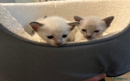 Siamese cats for sale: Traditional Siamese kittens  - Image 4