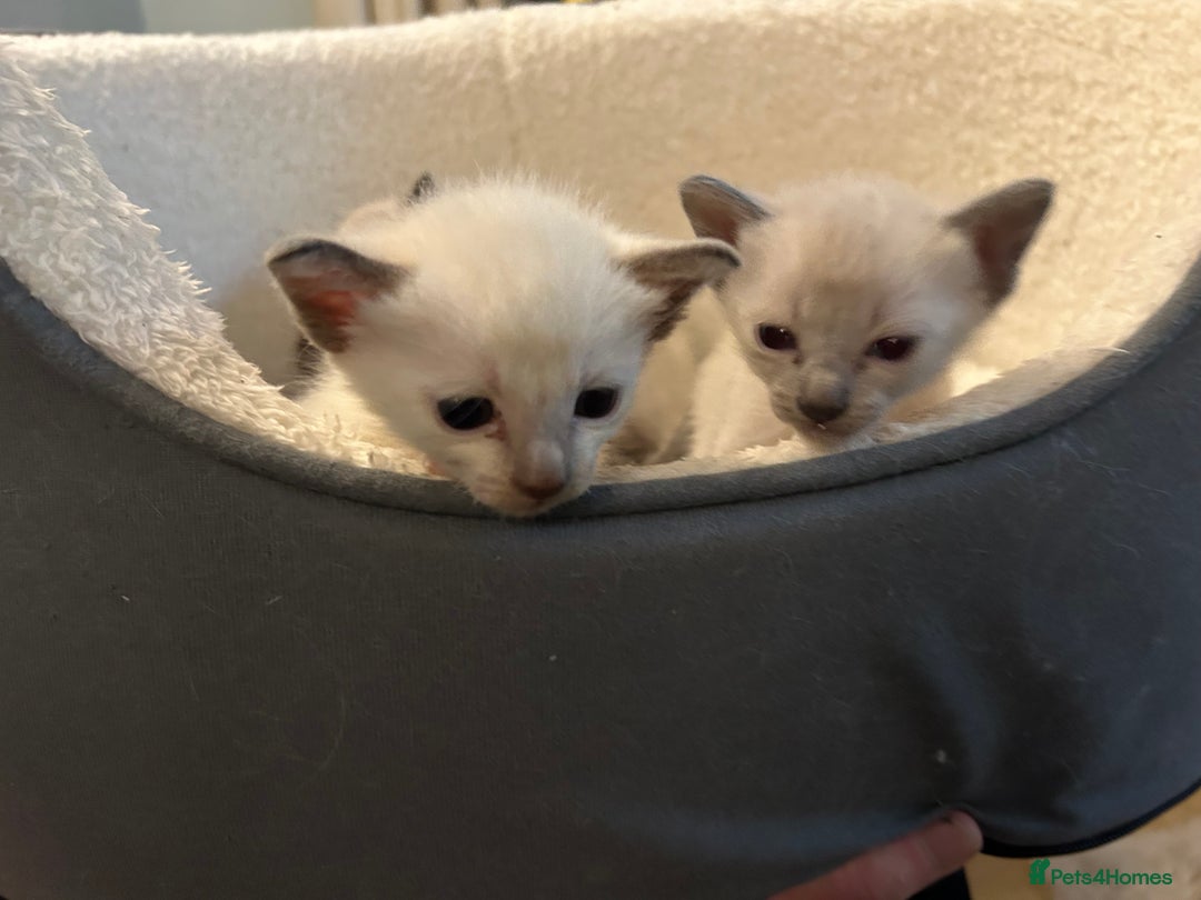 Siamese cats for sale: Traditional Siamese kittens  - Image 4