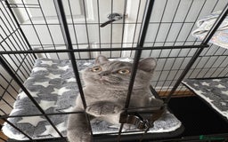 British Shorthair cats for sale: Britsh shorthair  - Image 2