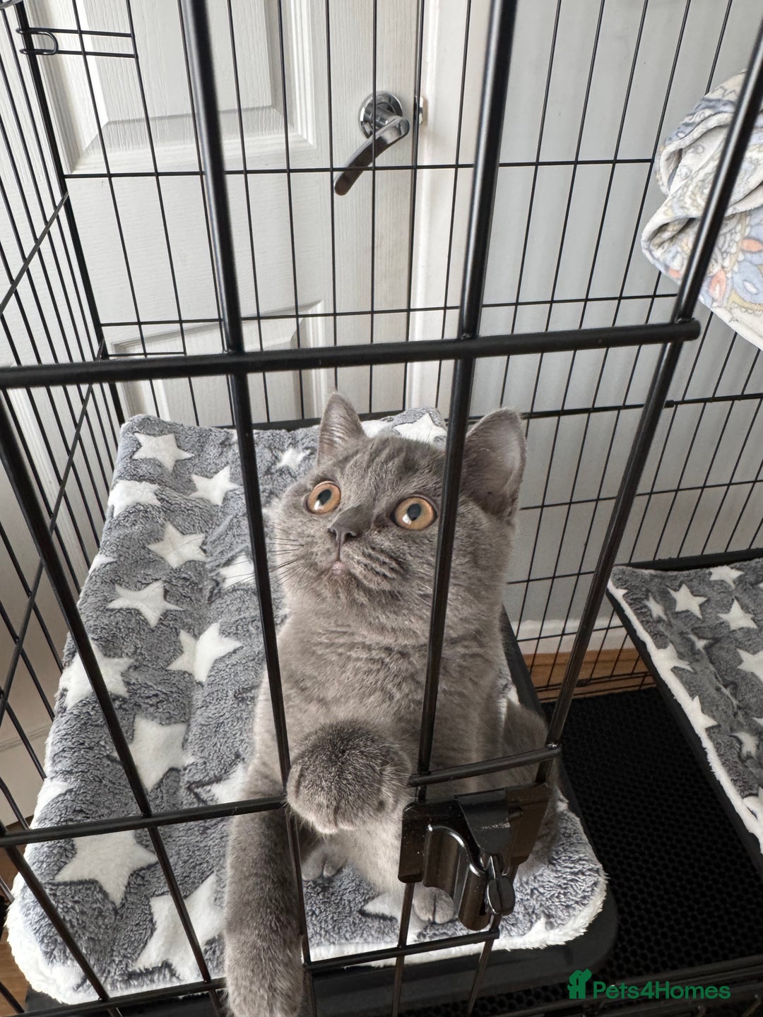 British Shorthair cats for sale: Britsh shorthair  - Image 2