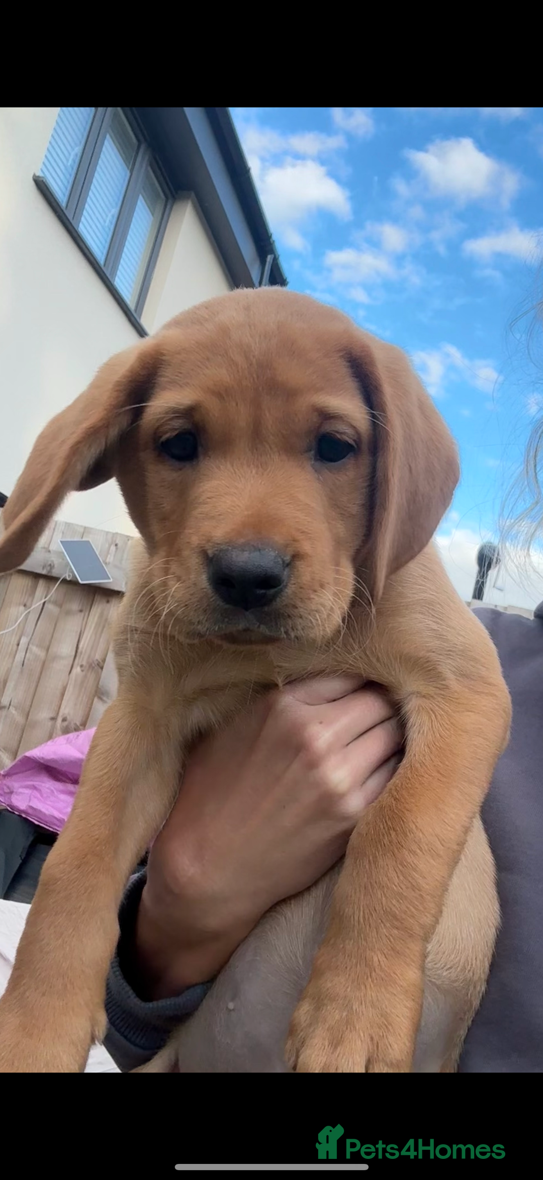 Labrador Retriever dogs for sale: READY NOW KC registered fox red Labrdor retriever  - Image 12