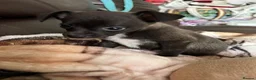 Mixed Breed dogs for sale: Italian Greyhound cross, mums final litter! in Maidstone - Advert 7