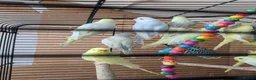 Budgerigars birds for sale: 🐦 Beautiful Baby Budgies Available! in London - Advert 6