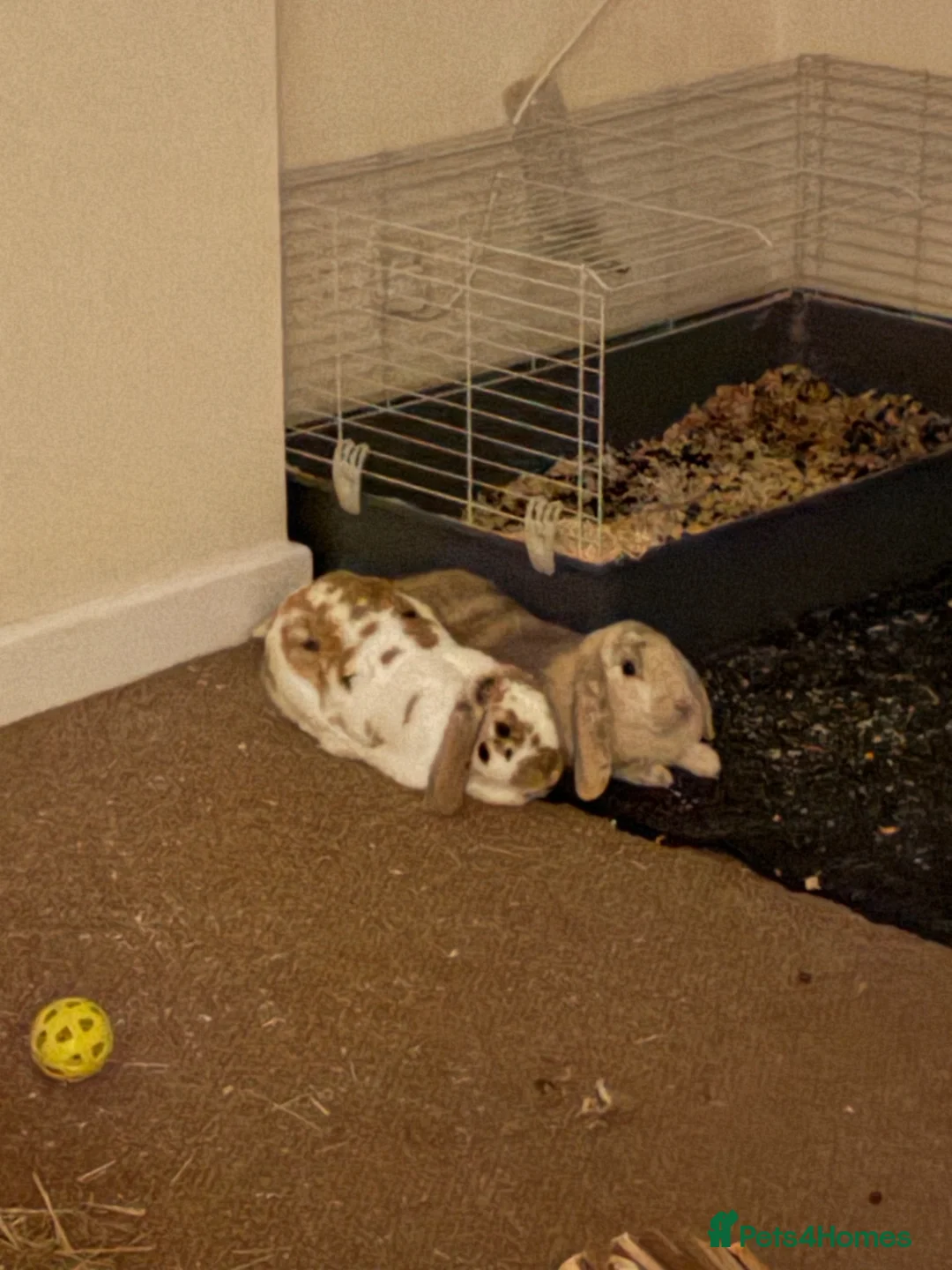Mixed Breed rabbits for sale: Beautiful bonded rabbit pair in Cradley Heath - Advert 2