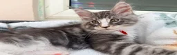 Maine Coon cats for sale: 1 Beautiful pedigree FEMALE Maine Coon kitten - Advert 5