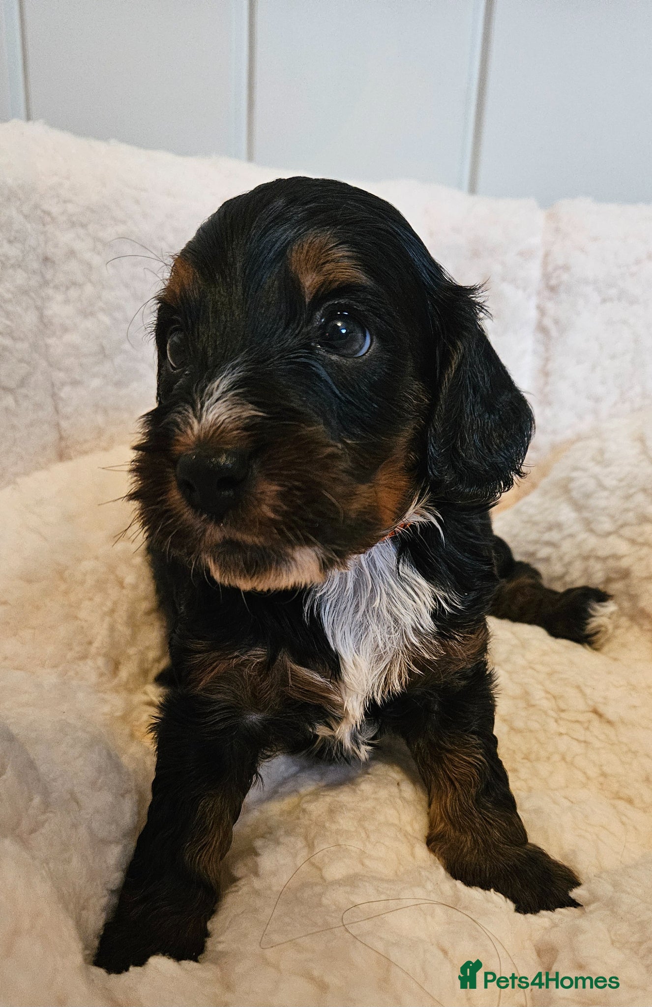 Cockapoo dogs Licensed insured breeder! Show-type cockapoo boys - Advert 1