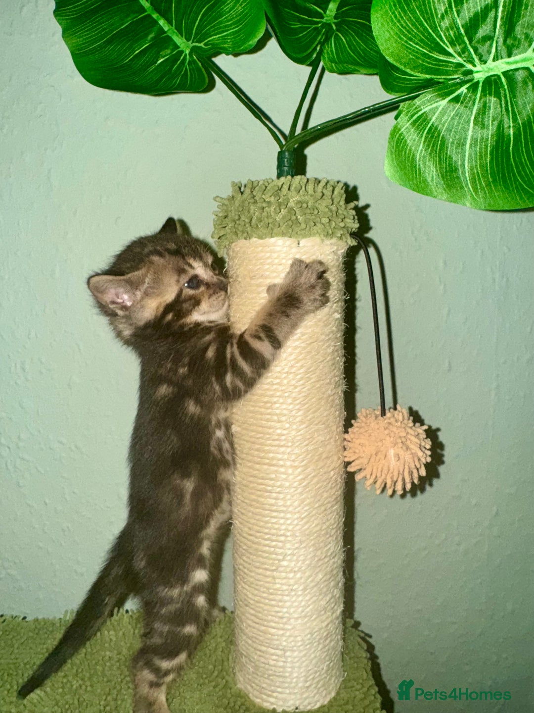 Bengal cats for sale: 3/4 bengal 1/4BSH - Advert 18