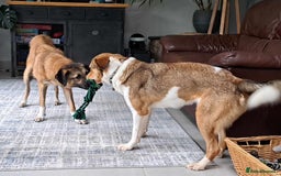 Mixed Breed dogs for adoption: Levi - Norwich Norfolk  - Image 18