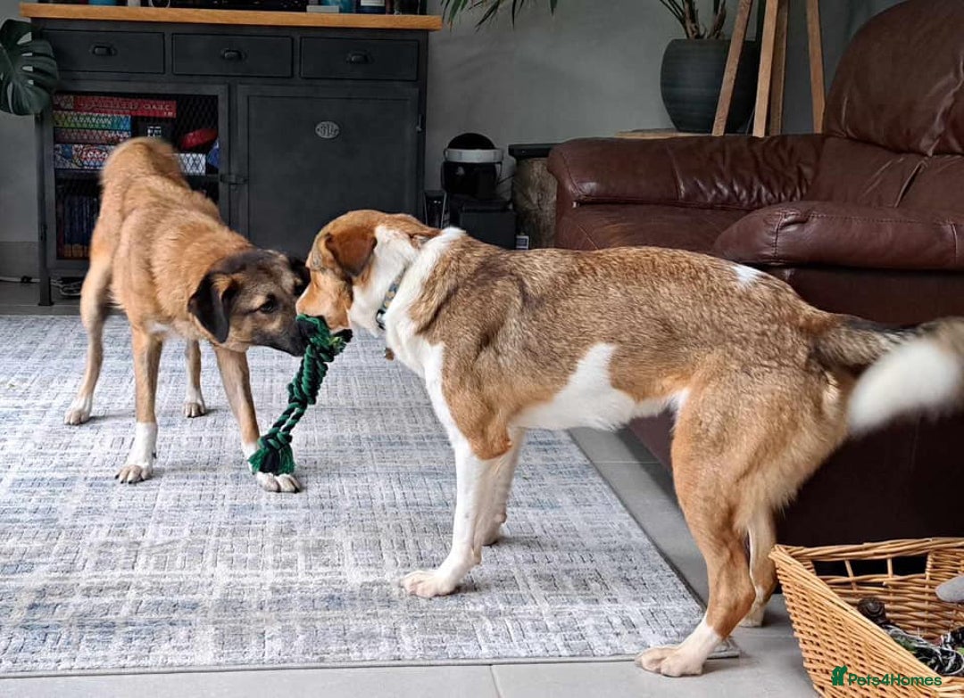 Mixed Breed dogs for adoption: Levi - Norwich Norfolk  - Image 18