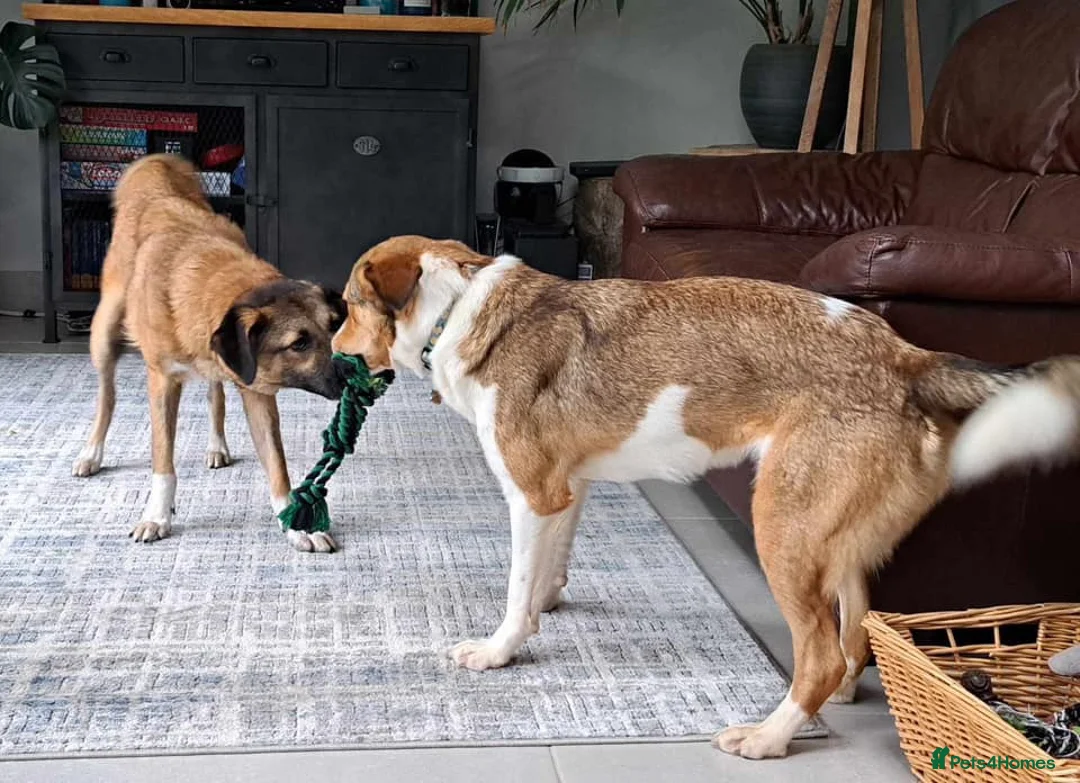 Mixed Breed dogs for adoption: Levi - Norwich Norfolk  - Advert 18