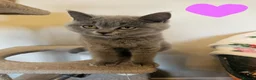 British Shorthair cats for sale: Beautiful British Shorthair Kittens - Advert 4