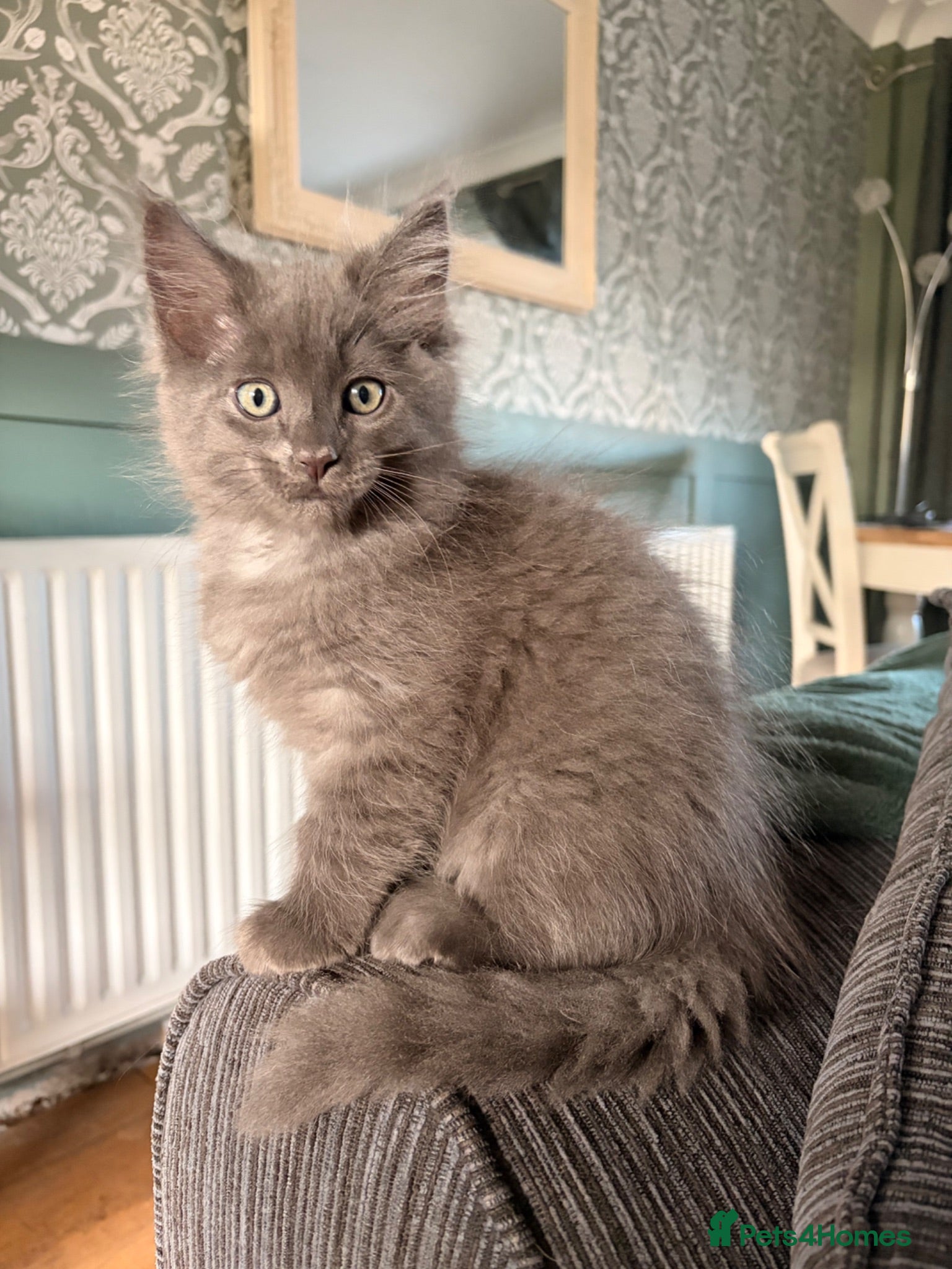Ragcoon cats Last gorgeous Ragcoon ready for his forever home  - Advert 14