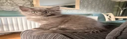 Ragcoon cats for sale: Last of litter affectionate playful Ragcoon baby  - Advert 6