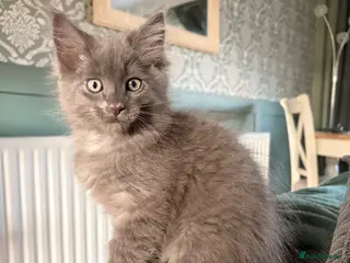 Ragcoon cats Last gorgeous Ragcoon ready for his forever home - Advert 14