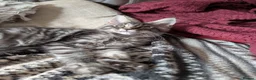 Maine Coon cats for sale: Tica registered mainecoons  - Advert 10