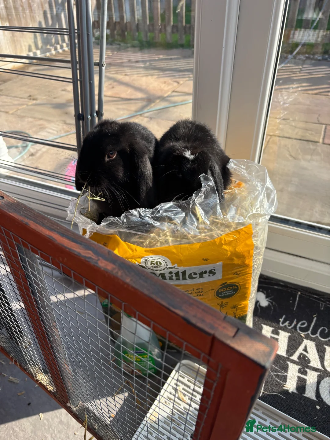 Mixed Breed rabbits for sale: Rabbits For Rehome in Tonbridge - Advert 2