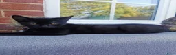 Mixed Breed cats for sale: Lovely Kittens  - Advert 6