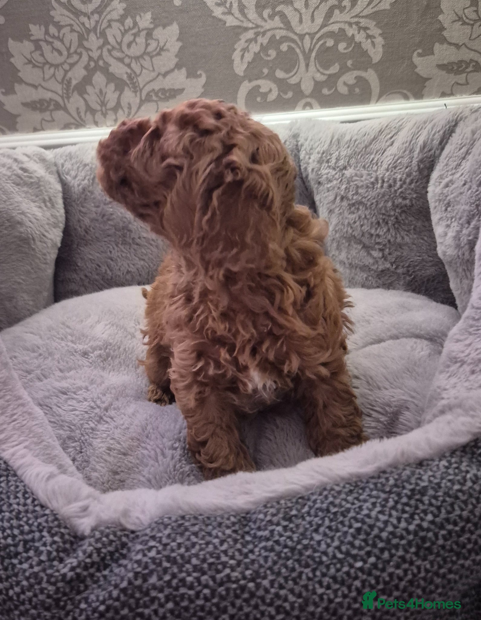 Cavapoo dogs F1B EXTENSIVELY HEALTH TESTED CAVERPOO PUPS - Advert 2