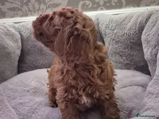 Cavapoo dogs F1B EXTENSIVELY HEALTH TESTED CAVERPOO PUPS - Advert 2