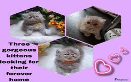 Persian cats for sale: Blue Persian kittens  - Image 1
