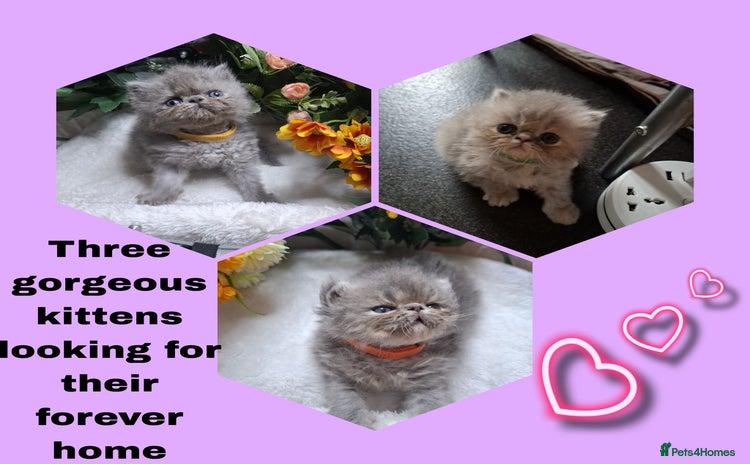Persian cats - Advert 1