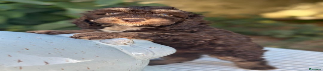Cockapoo Puppy 1