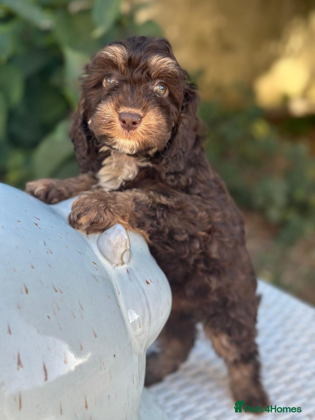 Cockapoo dogs for sale: Fabulously bred cockapoos  - Image 3