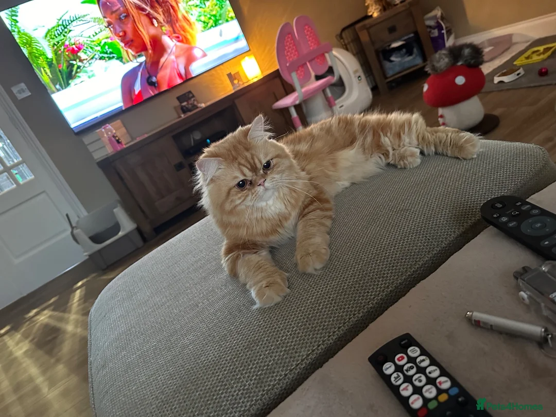 Persian cats for sale: Rehoming Male neutered Persian Boy in March - Advert 2