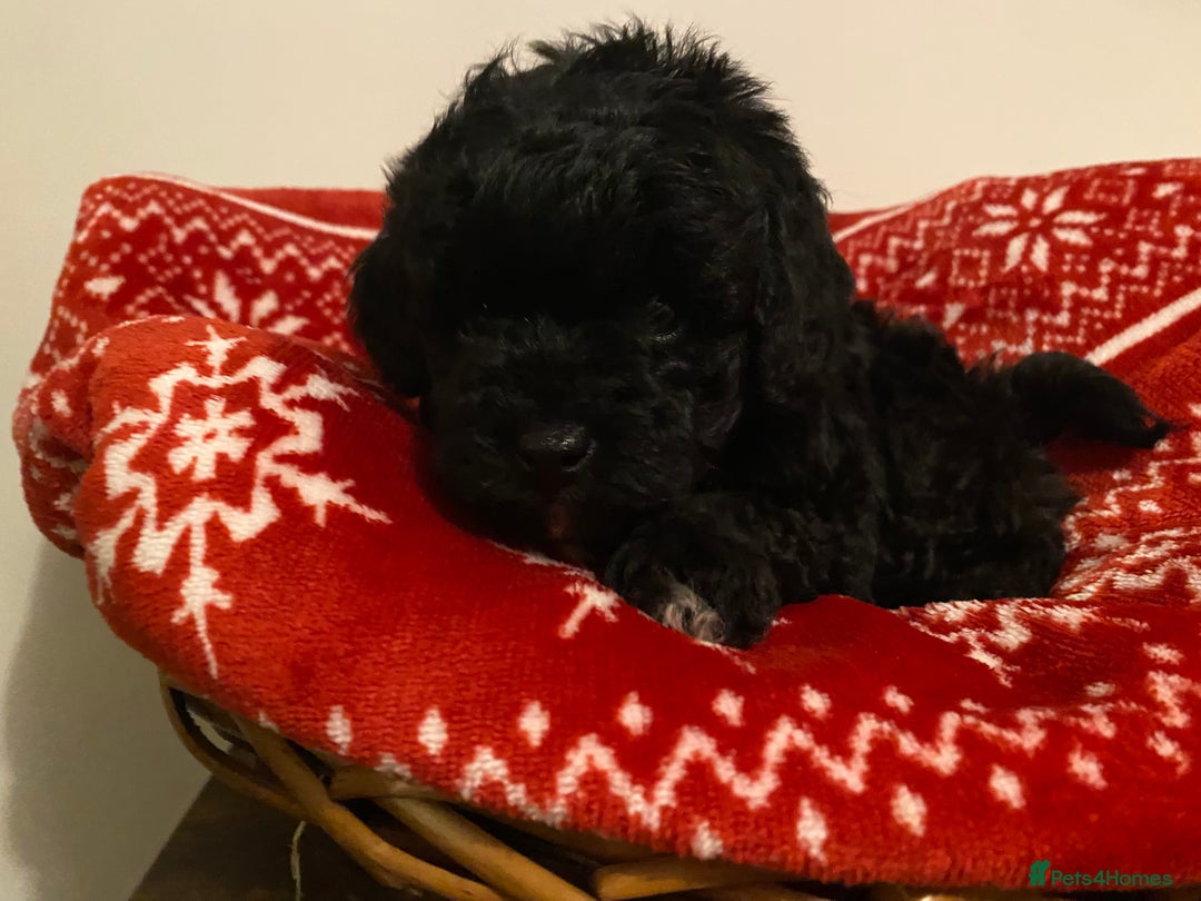 Toy Poodle dogs for sale: Reduced Remaining Toy poodle kc registered  - Advert 20