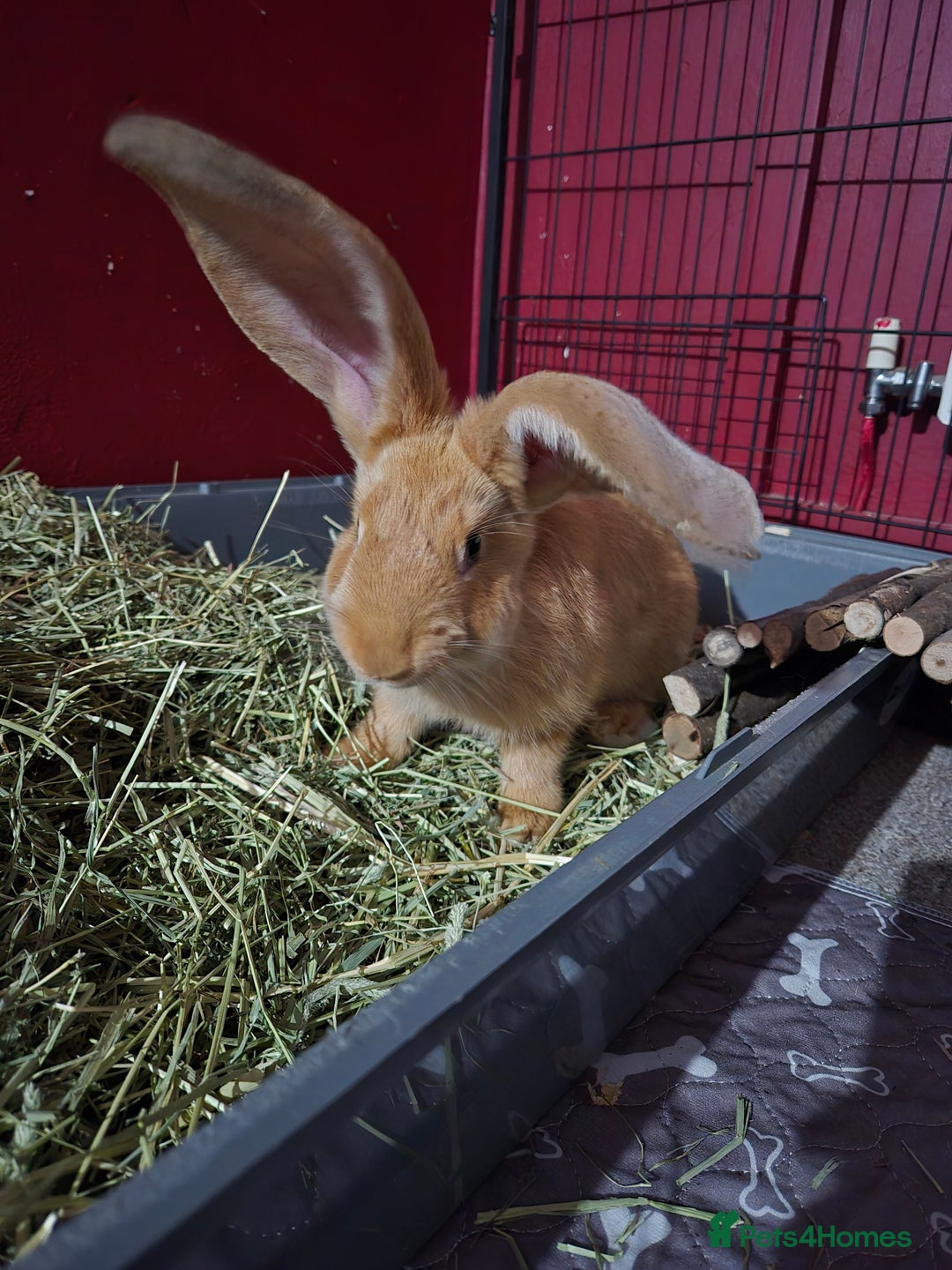 Continental Giant rabbits for sale: 8 month old continental giant  - Advert 7