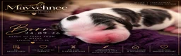 Cocker Spaniel dogs for sale: Exceptional KC Registered Cocker Spaniel Puppies - Advert 13