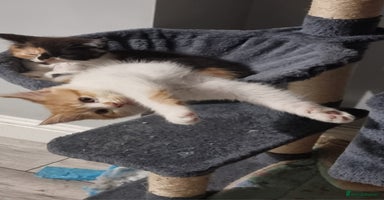 Persian cats - Advert 16