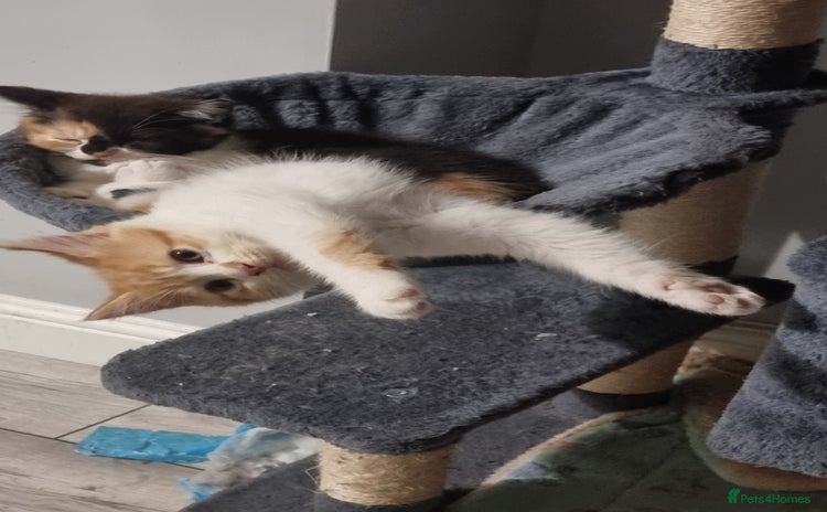 Persian cats Persian kittens - Advert 2