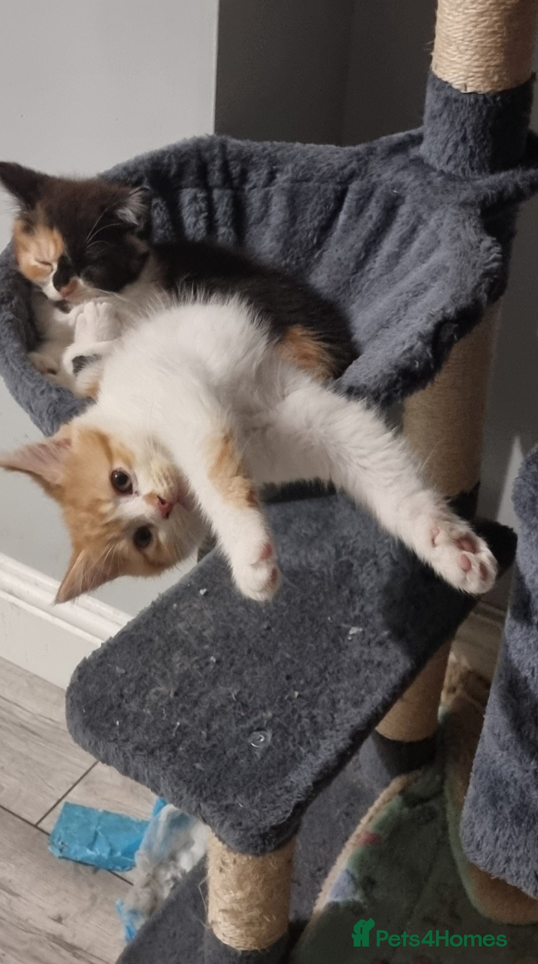 Persian cats for sale: Persian kittens - Image 2