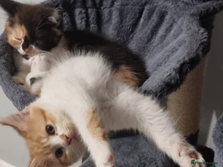 Persian cats Persian kittens - Advert 3